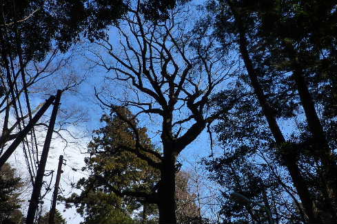 P1000483.JPG - 51,151BYTES