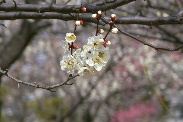 P1060435-1.JPG - 19,034BYTES