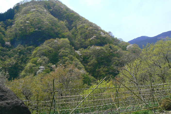 P1090966.JPG - 62,018BYTES