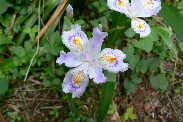 P1100189-1.JPG - 11,413BYTES