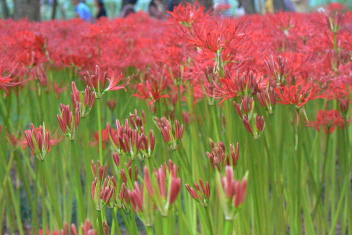 P1110255.JPG - 46,654BYTES