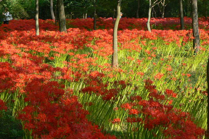 P1110268.JPG - 89,254BYTES