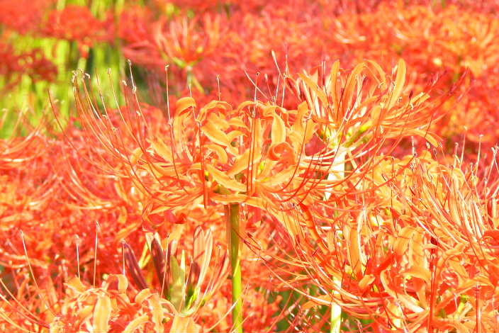 P1110276.JPG - 72,000BYTES